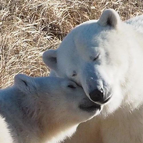 2022 Polar Bear Photography Safari