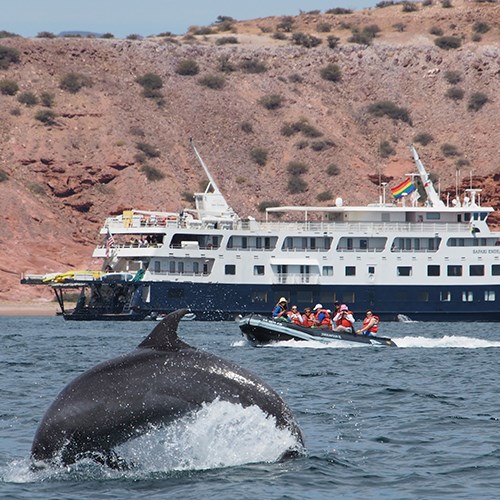 2022 Whales & Sea of Cortez Adventure Cruise-Postponed