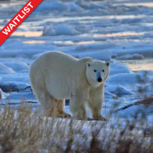 2024 Polar Bear Photography Safari