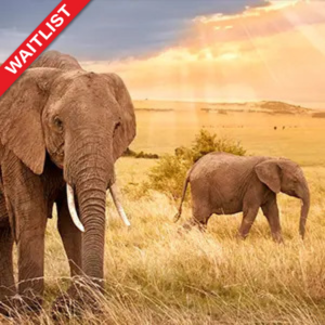 2024 African Safari Adventure