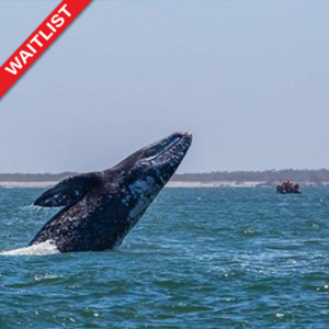 2025 Whales of Magdalena Bay: Baja Adventure Cruise