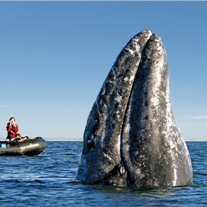 2026 Whales of Magdalena Bay: Baja Adventure Cruise