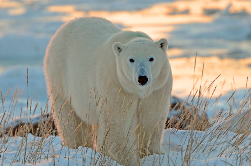 2027 Polar Bear Photography Safari