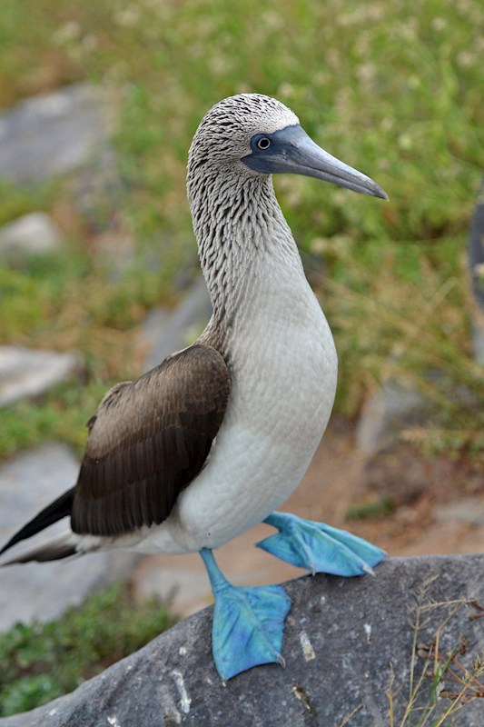2027 Galápagos Adventure Cruise