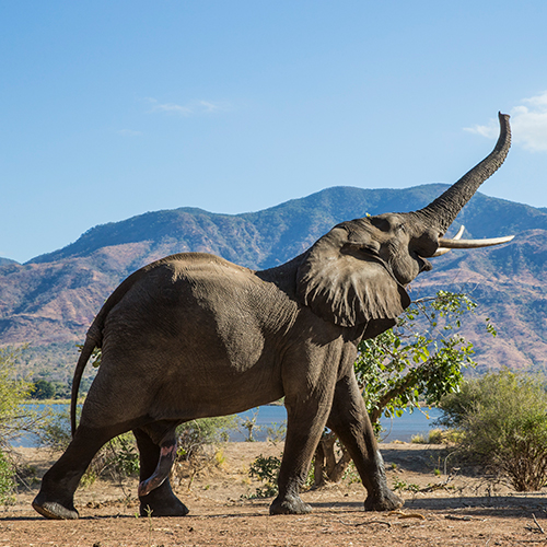 2027 African Safari Adventure