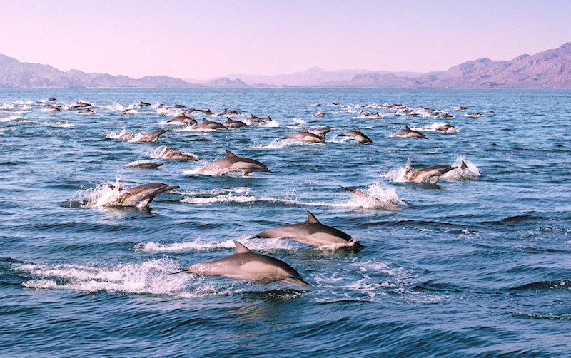 2028 Sea of Cortez Adventure: Realm of Whales & Dolphins